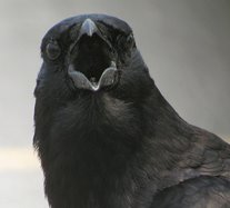 crow-746218.jpg